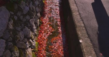 Sonbaharda dar bir olukta birikmiş kırmızı yapraklar. Sakyo ku Kyoto Japonya 12.01.2023. Yüksek kaliteli 4K görüntüler. Sonbaharda Japon geleneksel bölgesinde kırmızı yapraklar.. 