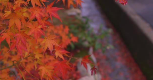 Foglie Rosse Impilate Nella Grondaia Stretta Autunno Sakyo Kyoto Giappone — Video Stock