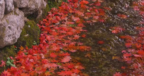 Куча Красных Листьев Узкой Канаве Осенью Сакио Киото Япония 1223 — стоковое видео