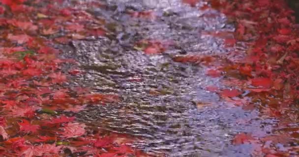 Hojas Rojas Amontonadas Cuneta Estrecha Otoño Sakyo Kyoto Japón 2023 — Vídeos de Stock