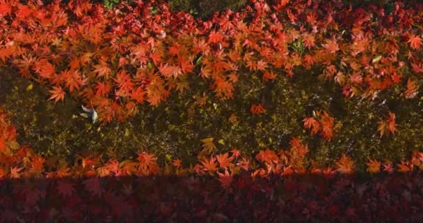Högt Staplade Röda Löv Den Smala Rännstenen Sakyo Kyoto Japan — Stockvideo
