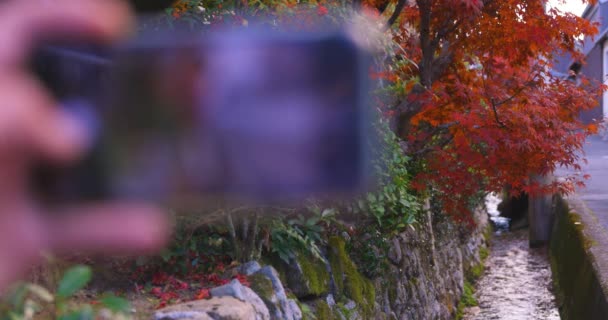 Восени Підібрали Червоне Листя Вузькому Жолуді Сакіо Кіото Японія 2023 — стокове відео