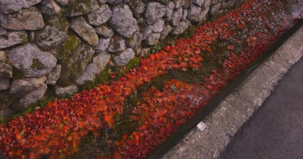 Rode Blaadjes Opgestapeld Smalle Goot Herfst Sakyo Kyoto Japan 2023 — Stockvideo