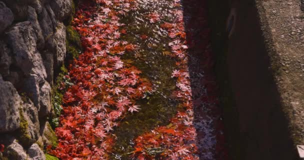 Podzim Nahromaděné Červené Listí Úzké Škarpě Sakyo Kyoto Japonsko 2023 — Stock video