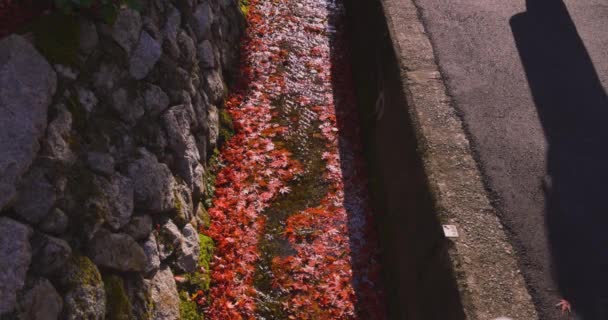 Foglie Rosse Impilate Nella Grondaia Stretta Autunno Sakyo Kyoto Giappone — Video Stock