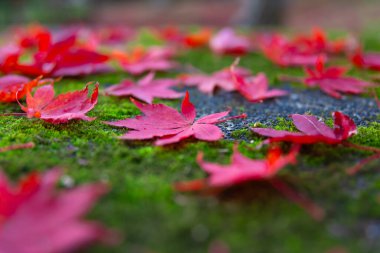 Sonbaharda Kyoto 'daki parkta kırmızı yapraklar. Yüksek kalite 4K görüntü. Yüksek kalite fotoğraf. Soura bölgesi Kasagi Kyoto Japonya 11.30. 2023 Burası Kyoto 'da Kasagiyama Momiji Parkı olarak bilinen bir park..