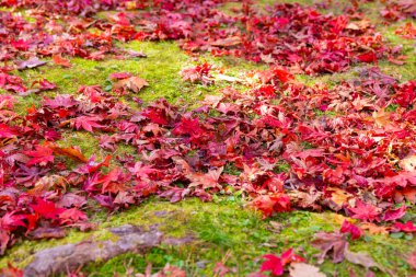 Sonbaharda Kyoto 'daki parkta kırmızı yapraklar. Yüksek kalite 4K görüntü. Yüksek kalite fotoğraf. Soura bölgesi Kasagi Kyoto Japonya 11.30. 2023 Burası Kyoto 'da Kasagiyama Momiji Parkı olarak bilinen bir park..