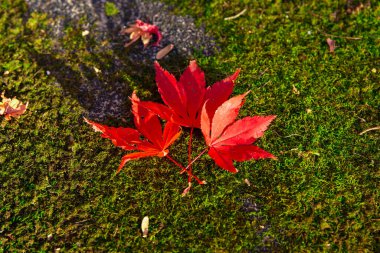 Sonbaharda Kyoto 'daki parkta kırmızı yapraklar. Yüksek kalite 4K görüntü. Yüksek kalite fotoğraf. Soura bölgesi Kasagi Kyoto Japonya 11.30. 2023 Burası Kyoto 'da Kasagiyama Momiji Parkı olarak bilinen bir park..