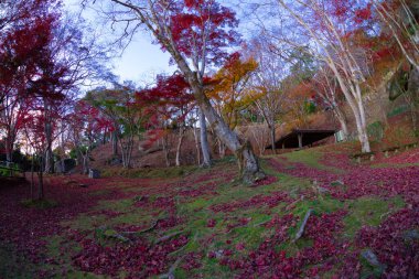 Sonbaharda Kyoto 'daki parkta kırmızı yapraklar. Yüksek kalite 4K görüntü. Yüksek kalite fotoğraf. Soura bölgesi Kasagi Kyoto Japonya 11.30. 2023 Burası Kyoto 'da Kasagiyama Momiji Parkı olarak bilinen bir park..