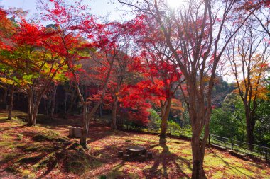 Sonbaharda Kyoto 'daki parkta kırmızı yapraklar. Yüksek kalite 4K görüntü. Yüksek kalite fotoğraf. Soura bölgesi Kasagi Kyoto Japonya 11.30. 2023 Burası Kyoto 'da Kasagiyama Momiji Parkı olarak bilinen bir park..