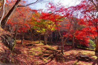 Sonbaharda Kyoto 'daki parkta kırmızı yapraklar. Yüksek kalite 4K görüntü. Yüksek kalite fotoğraf. Soura bölgesi Kasagi Kyoto Japonya 11.30. 2023 Burası Kyoto 'da Kasagiyama Momiji Parkı olarak bilinen bir park..