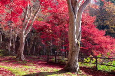 Sonbaharda Kyoto 'daki parkta kırmızı yapraklar. Yüksek kalite 4K görüntü. Yüksek kalite fotoğraf. Soura bölgesi Kasagi Kyoto Japonya 11.30. 2023 Burası Kyoto 'da Kasagiyama Momiji Parkı olarak bilinen bir park..
