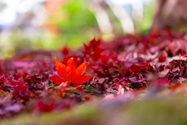 Red leaves at the park in Kyoto in autumn. High quality 4k footage. High quality photo. Soura district Kasagi Kyoto Japan 11.30.2023 Here is a park well known as Kasagiyama momiji park in Kyoto.