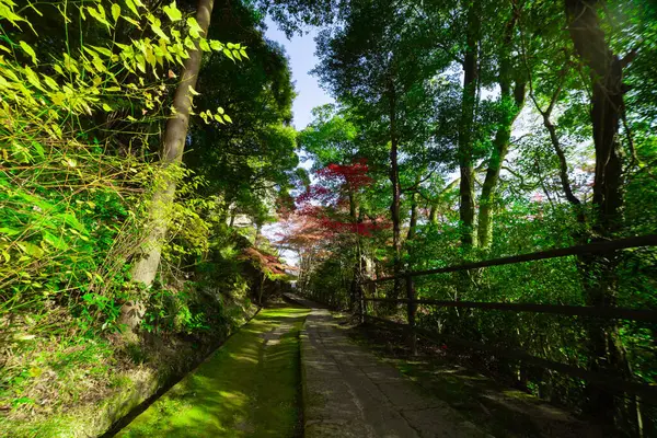 Sonbaharda Kyoto 'daki parkta kırmızı yapraklar. Yüksek kalite 4K görüntü. Yüksek kalite fotoğraf. Soura bölgesi Kasagi Kyoto Japonya 11.30. 2023 Burası Kyoto 'da Kasagiyama Momiji Parkı olarak bilinen bir park..