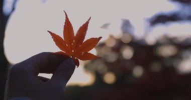 Sonbaharda Kyoto 'daki parkta kırmızı yapraklar. Yüksek kalite 4K görüntü. Yüksek kalite fotoğraf. Soura bölgesi Kasagi Kyoto Japonya 11.30. 2023 Burası Kyoto 'da Kasagiyama Momiji Parkı olarak bilinen bir park..