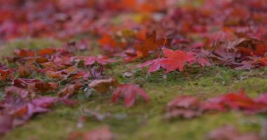 Sonbaharda Kyoto 'daki parkta kırmızı yapraklar. Yüksek kalite 4K görüntü. Yüksek kalite fotoğraf. Soura bölgesi Kasagi Kyoto Japonya 11.30. 2023 Burası Kyoto 'da Kasagiyama Momiji Parkı olarak bilinen bir park..