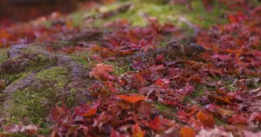 Sonbaharda Kyoto 'daki parkta kırmızı yapraklar. Yüksek kalite 4K görüntü. Yüksek kalite fotoğraf. Soura bölgesi Kasagi Kyoto Japonya 11.30. 2023 Burası Kyoto 'da Kasagiyama Momiji Parkı olarak bilinen bir park..