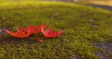 Sonbaharda Kyoto 'daki parkta kırmızı yapraklar. Yüksek kalite 4K görüntü. Yüksek kalite fotoğraf. Soura bölgesi Kasagi Kyoto Japonya 11.30. 2023 Burası Kyoto 'da Kasagiyama Momiji Parkı olarak bilinen bir park..
