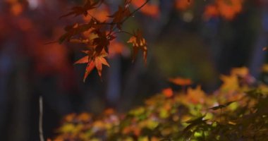 Sonbaharda Kyoto 'daki parkta kırmızı yapraklar. Yüksek kalite 4K görüntü. Yüksek kalite fotoğraf. Soura bölgesi Kasagi Kyoto Japonya 11.30. 2023 Burası Kyoto 'da Kasagiyama Momiji Parkı olarak bilinen bir park..