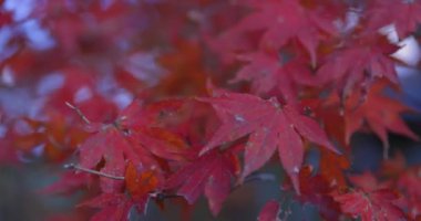 Sonbaharda Kyoto 'daki parkta kırmızı yapraklar. Yüksek kalite 4K görüntü. Yüksek kalite fotoğraf. Soura bölgesi Kasagi Kyoto Japonya 11.30. 2023 Burası Kyoto 'da Kasagiyama Momiji Parkı olarak bilinen bir park..