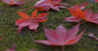 Sonbaharda Kyoto 'daki parkta kırmızı yapraklar. Yüksek kalite 4K görüntü. Yüksek kalite fotoğraf. Soura bölgesi Kasagi Kyoto Japonya 11.30. 2023 Burası Kyoto 'da Kasagiyama Momiji Parkı olarak bilinen bir park..