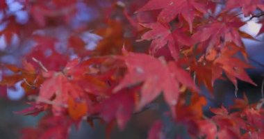 Sonbaharda Kyoto 'daki parkta kırmızı yapraklar. Yüksek kalite 4K görüntü. Yüksek kalite fotoğraf. Soura bölgesi Kasagi Kyoto Japonya 11.30. 2023 Burası Kyoto 'da Kasagiyama Momiji Parkı olarak bilinen bir park..