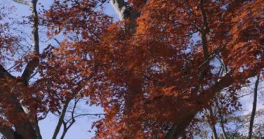 Sonbaharda Kyoto 'daki parkta kırmızı yapraklar. Yüksek kalite 4K görüntü. Yüksek kalite fotoğraf. Soura bölgesi Kasagi Kyoto Japonya 11.30. 2023 Burası Kyoto 'da Kasagiyama Momiji Parkı olarak bilinen bir park..