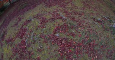 Sonbaharda Kyoto 'daki parkta kırmızı yapraklar. Yüksek kalite 4K görüntü. Yüksek kalite fotoğraf. Soura bölgesi Kasagi Kyoto Japonya 11.30. 2023 Burası Kyoto 'da Kasagiyama Momiji Parkı olarak bilinen bir park..