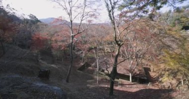 Sonbaharda Kyoto 'daki parkta kırmızı yapraklar. Yüksek kalite 4K görüntü. Yüksek kalite fotoğraf. Soura bölgesi Kasagi Kyoto Japonya 11.30. 2023 Burası Kyoto 'da Kasagiyama Momiji Parkı olarak bilinen bir park..