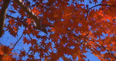 Sonbaharda Kyoto 'daki parkta kırmızı yapraklar. Yüksek kalite 4K görüntü. Yüksek kalite fotoğraf. Soura bölgesi Kasagi Kyoto Japonya 11.30. 2023 Burası Kyoto 'da Kasagiyama Momiji Parkı olarak bilinen bir park..