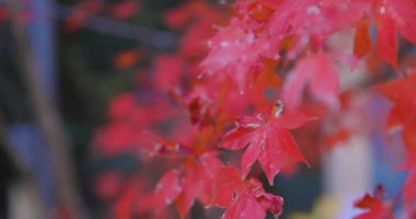 Sonbaharda Kyoto 'daki parkta kırmızı yapraklar. Yüksek kalite 4K görüntü. Yüksek kalite fotoğraf. Soura bölgesi Kasagi Kyoto Japonya 11.30. 2023 Burası Kyoto 'da Kasagiyama Momiji Parkı olarak bilinen bir park..