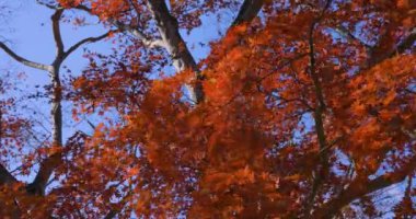 Sonbaharda Kyoto 'daki parkta kırmızı yapraklar. Yüksek kalite 4K görüntü. Yüksek kalite fotoğraf. Soura bölgesi Kasagi Kyoto Japonya 11.30. 2023 Burası Kyoto 'da Kasagiyama Momiji Parkı olarak bilinen bir park..