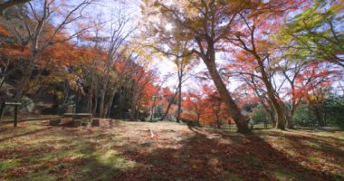 Sonbaharda Kyoto 'daki parkta kırmızı yapraklar. Yüksek kalite 4K görüntü. Yüksek kalite fotoğraf. Soura bölgesi Kasagi Kyoto Japonya 11.30. 2023 Burası Kyoto 'da Kasagiyama Momiji Parkı olarak bilinen bir park..