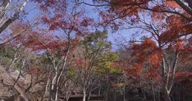 Sonbaharda Kyoto 'daki parkta kırmızı yapraklar. Yüksek kalite 4K görüntü. Yüksek kalite fotoğraf. Soura bölgesi Kasagi Kyoto Japonya 11.30. 2023 Burası Kyoto 'da Kasagiyama Momiji Parkı olarak bilinen bir park..