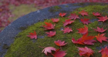 Sonbaharda Kyoto 'daki parkta kırmızı yapraklar. Yüksek kalite 4K görüntü. Yüksek kalite fotoğraf. Soura bölgesi Kasagi Kyoto Japonya 11.30. 2023 Burası Kyoto 'da Kasagiyama Momiji Parkı olarak bilinen bir park..