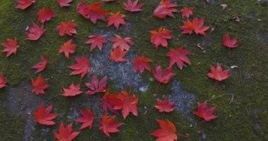 Sonbaharda Kyoto 'daki parkta kırmızı yapraklar. Yüksek kalite 4K görüntü. Yüksek kalite fotoğraf. Soura bölgesi Kasagi Kyoto Japonya 11.30. 2023 Burası Kyoto 'da Kasagiyama Momiji Parkı olarak bilinen bir park..