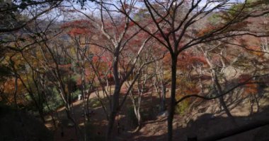 Sonbaharda Kyoto 'daki parkta kırmızı yapraklar. Yüksek kalite 4K görüntü. Yüksek kalite fotoğraf. Soura bölgesi Kasagi Kyoto Japonya 11.30. 2023 Burası Kyoto 'da Kasagiyama Momiji Parkı olarak bilinen bir park..