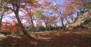 Sonbaharda Kyoto 'daki parkta kırmızı yapraklar. Yüksek kalite 4K görüntü. Yüksek kalite fotoğraf. Soura bölgesi Kasagi Kyoto Japonya 11.30. 2023 Burası Kyoto 'da Kasagiyama Momiji Parkı olarak bilinen bir park..