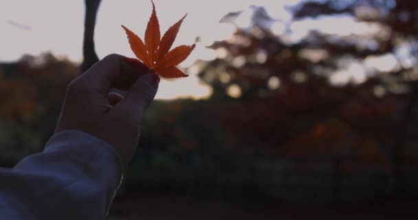 Röda Löv Parken Kyoto Hösten Högkvalitativ Film Högkvalitativt Foto Soura — Stockvideo