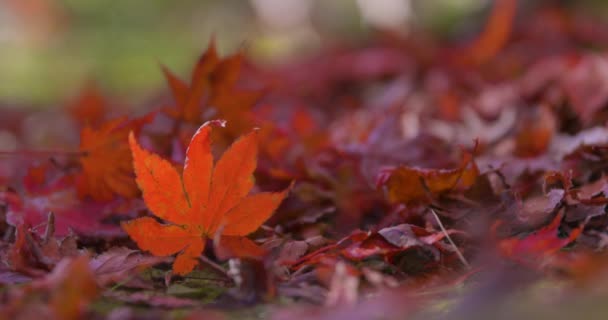 Hojas Rojas Parque Kyoto Otoño Imágenes Alta Calidad Foto Alta — Vídeos de Stock