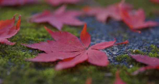 Folhas Vermelhas Parque Kyoto Outono Imagens Alta Qualidade Foto Alta — Vídeo de Stock