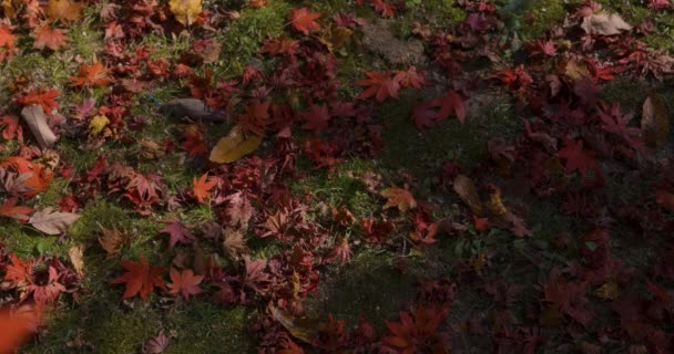 Κόκκινο Φεύγει Στο Πάρκο Του Κιότο Φθινόπωρο Υψηλής Ποιότητας Πλάνα — Αρχείο Βίντεο