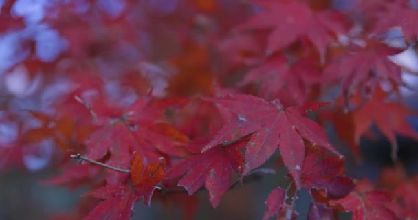 Red Leaves Park Kyoto Autumn High Quality Footage High Quality — Stock Video