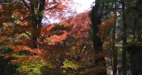 Красный Покидает Парк Киото Осенью Высококачественные Кадры Высококачественное Фото Округ — стоковое видео
