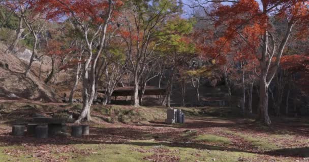 Rote Blätter Park Kyoto Herbst Hochwertiges Filmmaterial Hochwertiges Foto Soura — Stockvideo