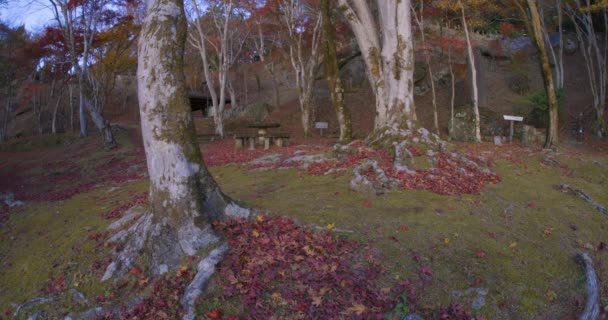 Feuilles Rouges Parc Kyoto Automne Images Haute Qualité Photo Haute — Video