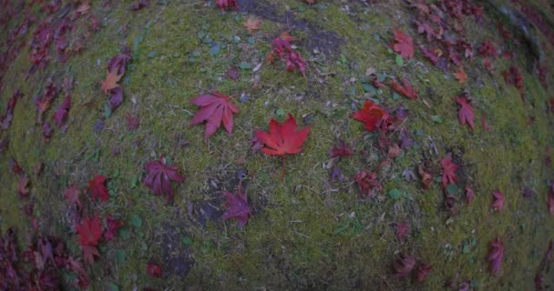Κόκκινο Φεύγει Στο Πάρκο Του Κιότο Φθινόπωρο Υψηλής Ποιότητας Πλάνα — Αρχείο Βίντεο