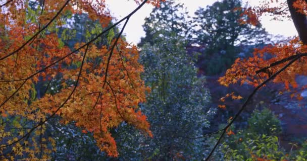 Красный Покидает Парк Киото Осенью Высококачественные Кадры Высококачественное Фото Округ — стоковое видео