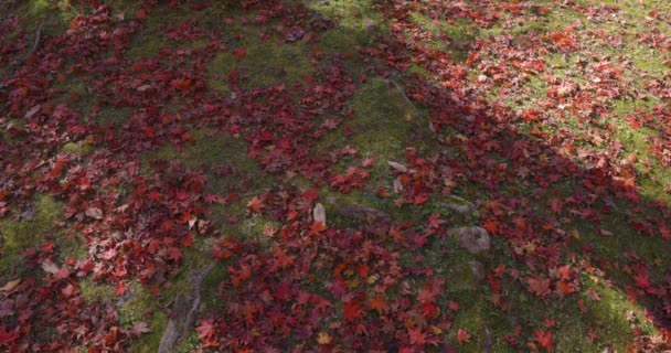 紅葉は秋に京都の公園から 高品質の4K映像を公開しました 高品質の写真 京都の春山マジジーパークとして知られる公園です — ストック動画