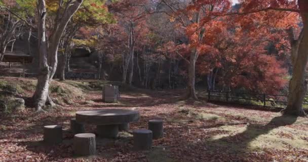 Vörös Levelek Kiotói Parkban Ősszel Kiváló Minőségű Felvétel Kiváló Minőségű — Stock videók